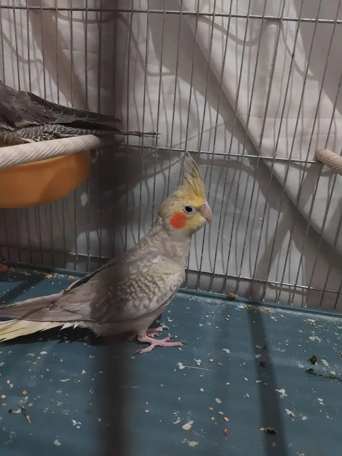 عروس هلندی گلباقالی نر|پرنده|قم, چهل درخت‎|دیوار