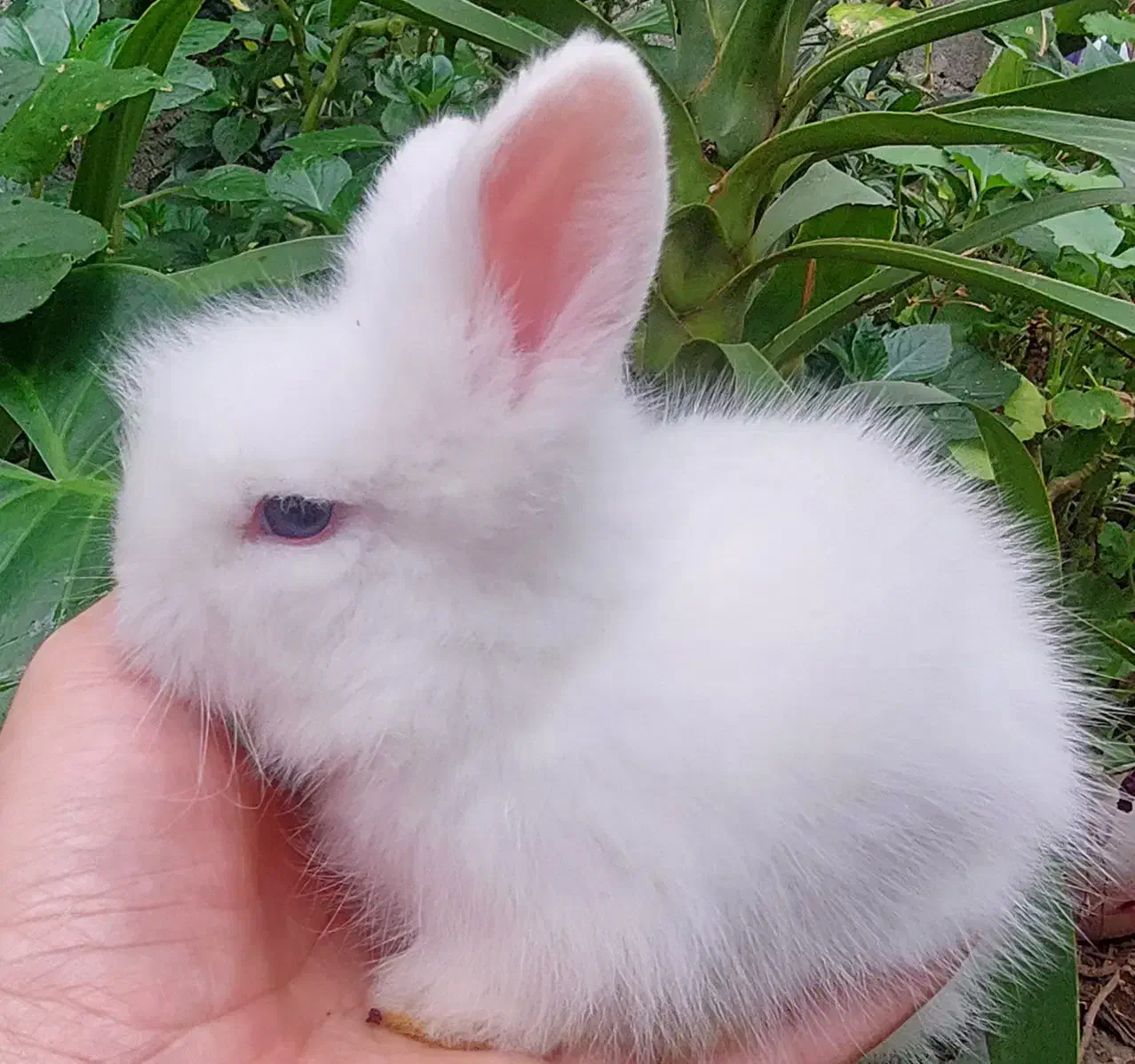 خرگوش های لوپ بسیار زیبای «هلندی،اوکراینی،آنگورا»|موش و خرگوش|نمین, |دیوار