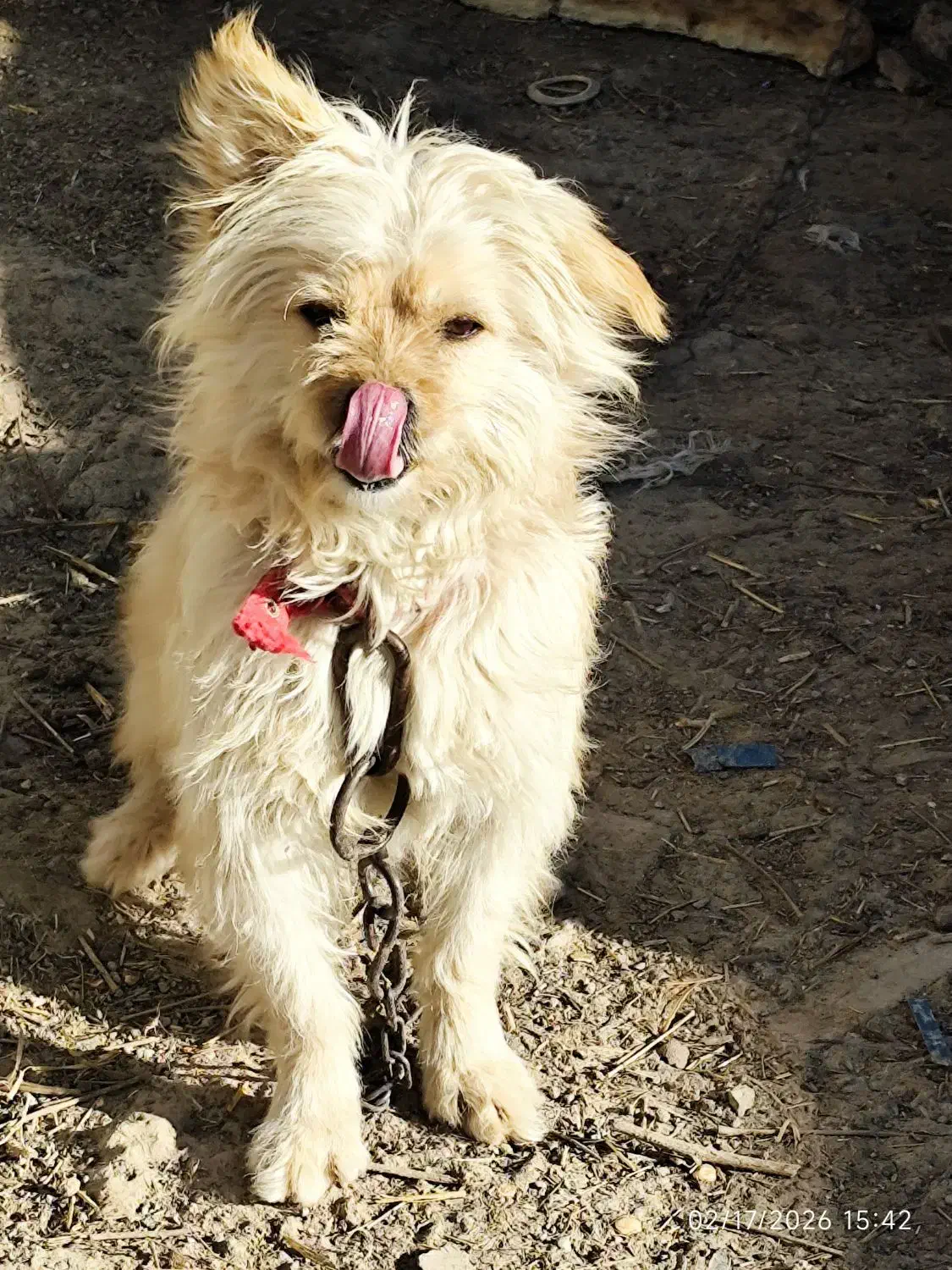 سگ پا کوتاه|سگ|جوادآباد, |دیوار