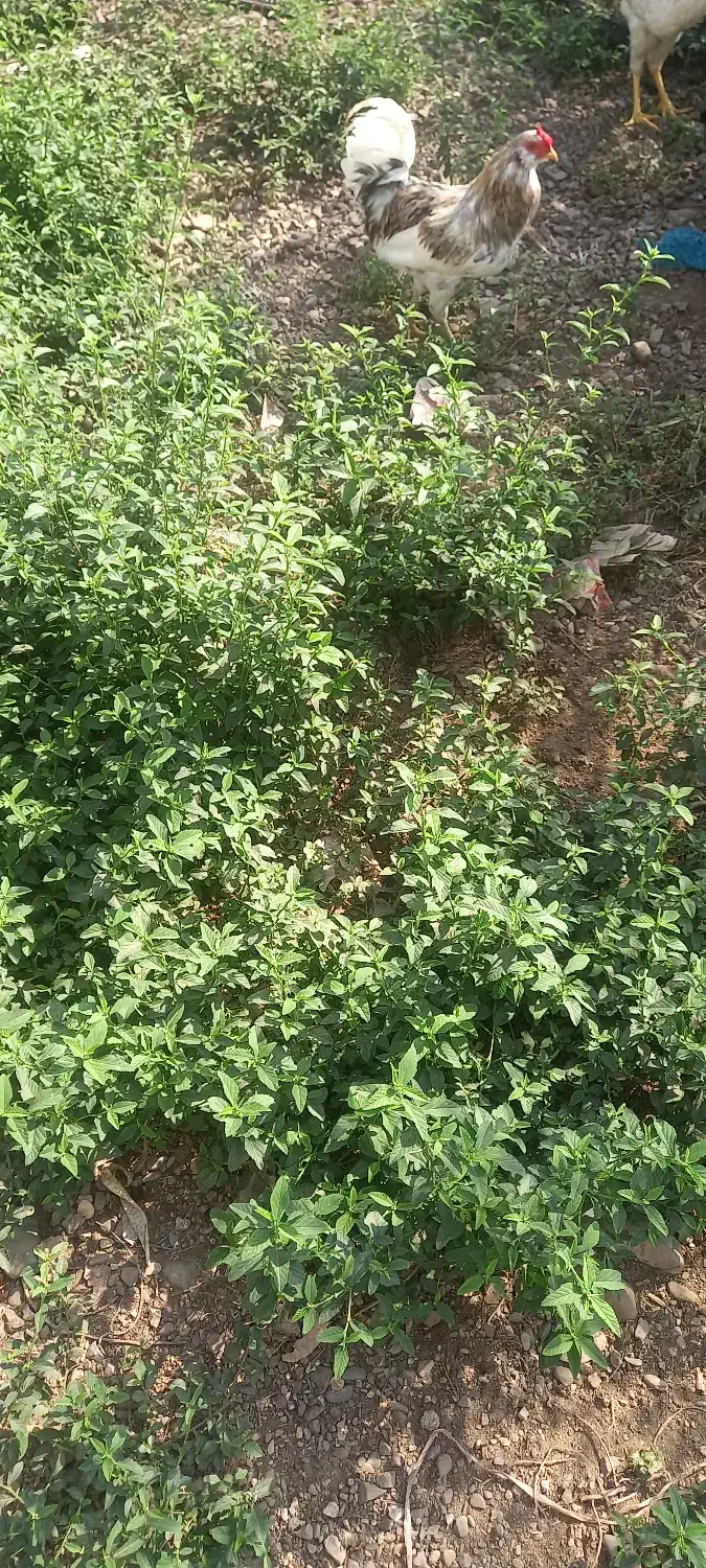 خروس گلین زیبا|حیوانات مزرعه|رشت, آزادگان|دیوار