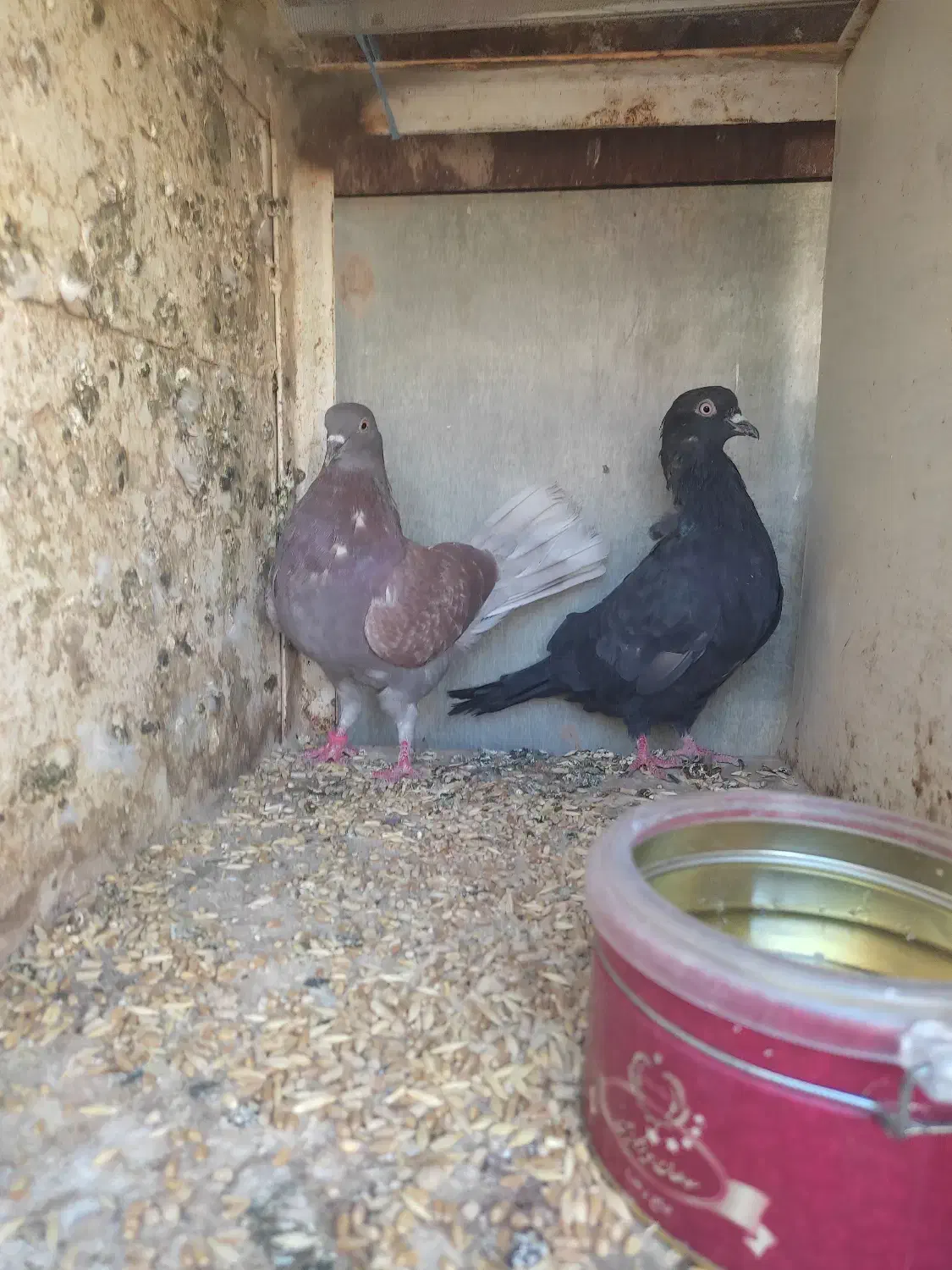 کبوتر|پرنده|اردکان, |دیوار