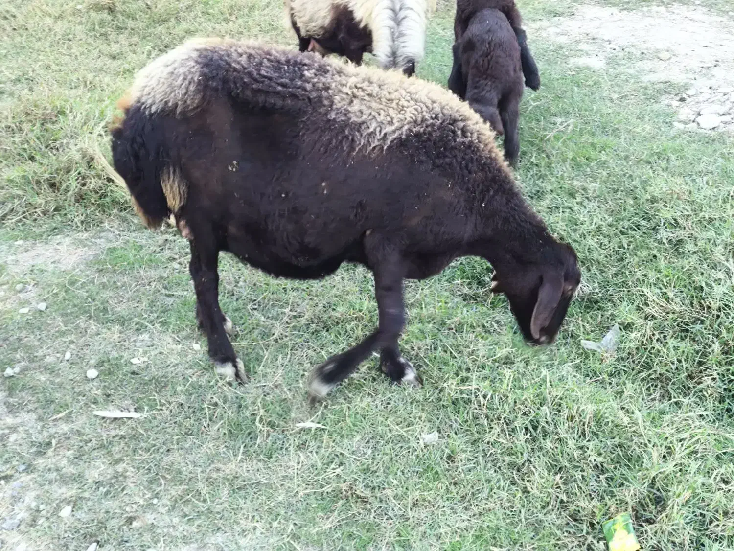 گوسفند ماده باردار|حیوانات مزرعه|گمیشان, |دیوار