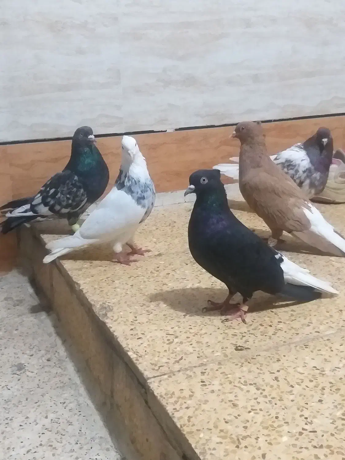 کبوتر|پرنده|خرمشهر, |دیوار