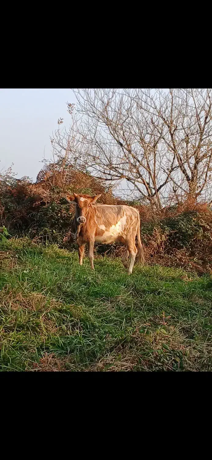 تلوم تنکابنی|حیوانات مزرعه|لاهیجان, لیل|دیوار