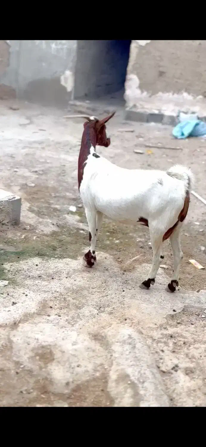 بزغاله اصل|حیوانات مزرعه|فسا, |دیوار