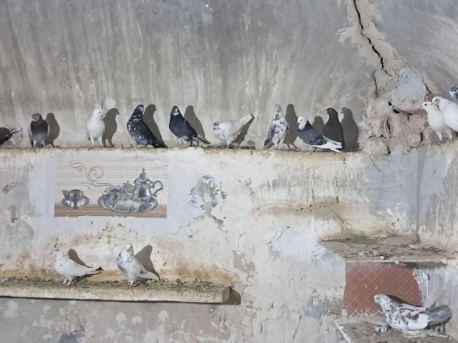 کفتر|پرنده|قنوات, |دیوار