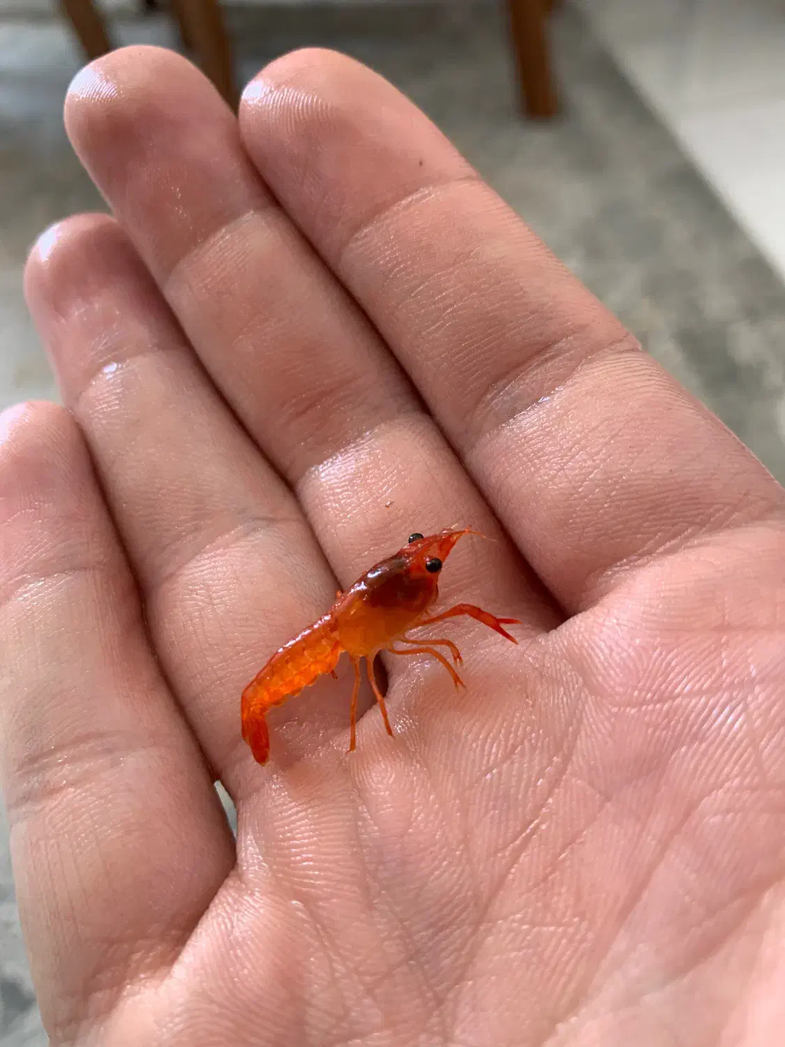 لابستر|ماهی|قدس, شهرقدس|دیوار