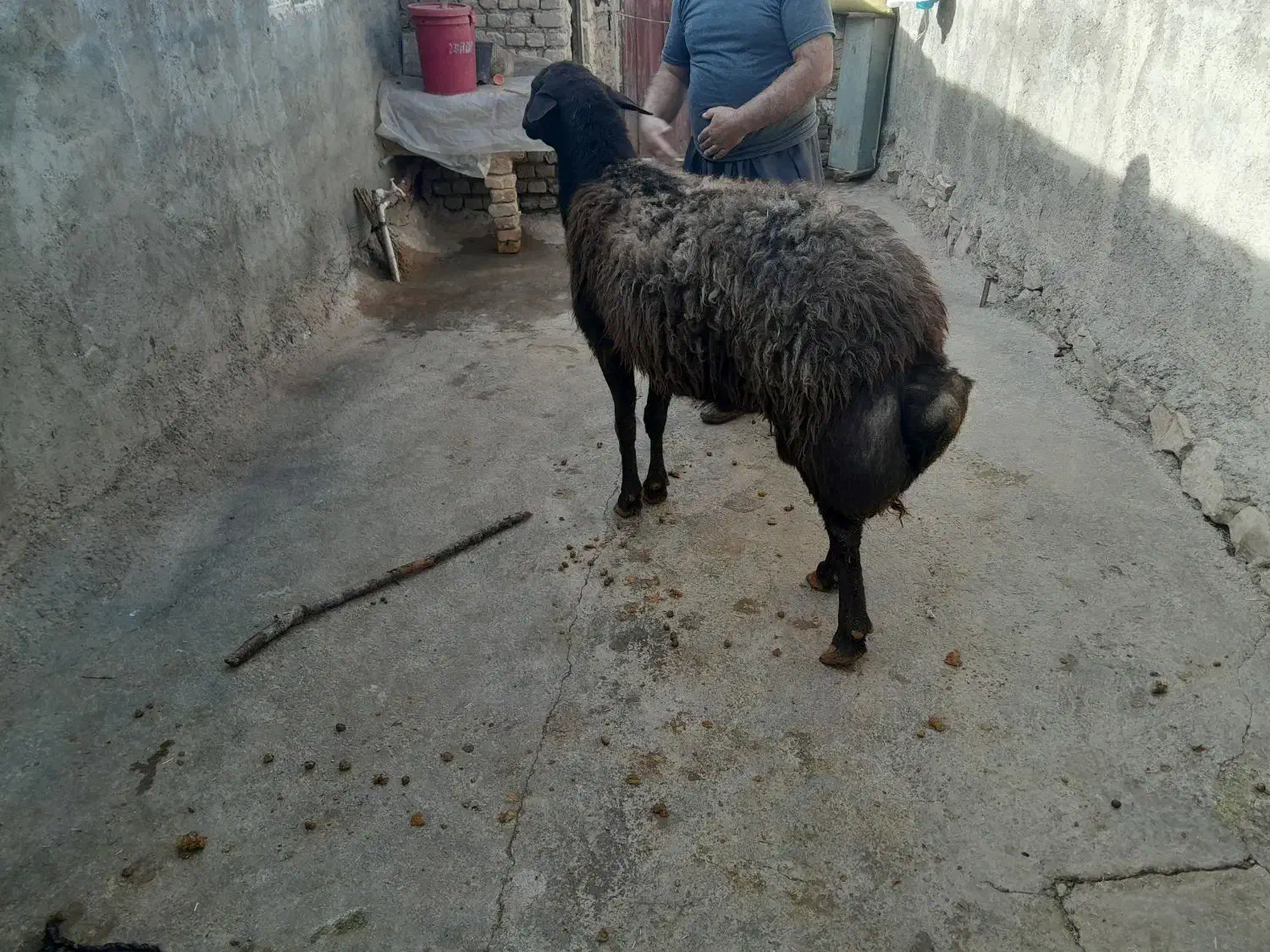 قوچ|حیوانات مزرعه|خاوه, |دیوار