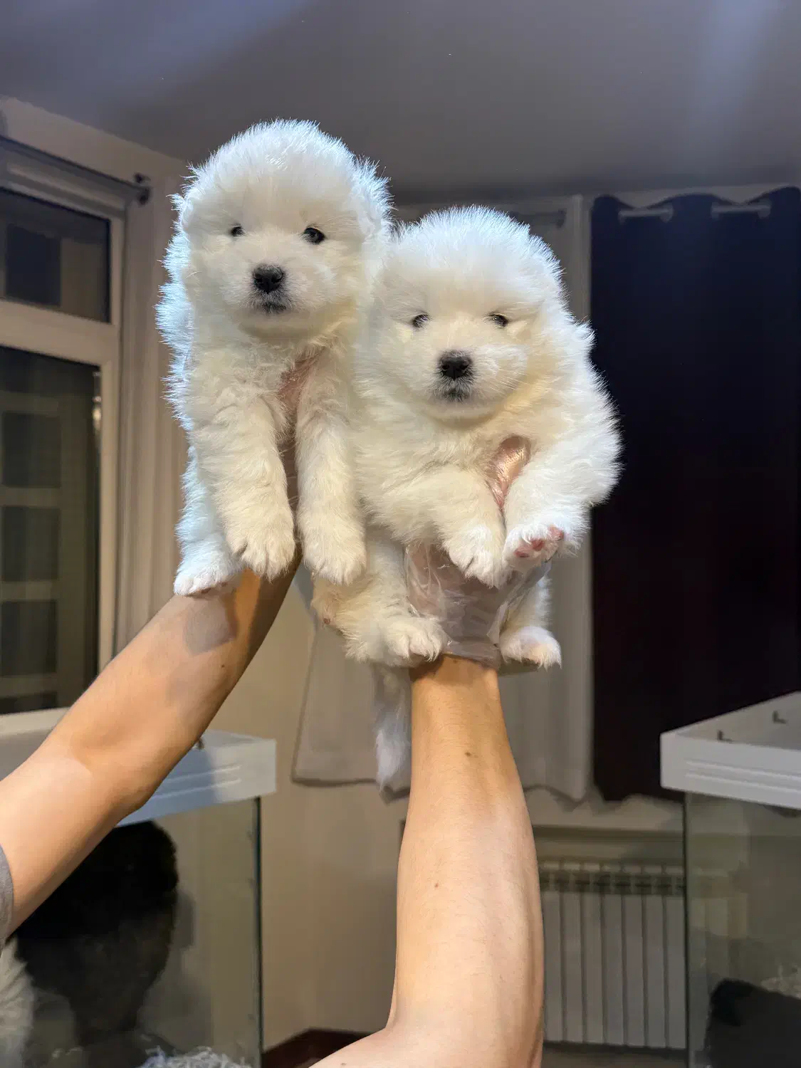 سامویید|سگ|تهران, ولنجک|دیوار