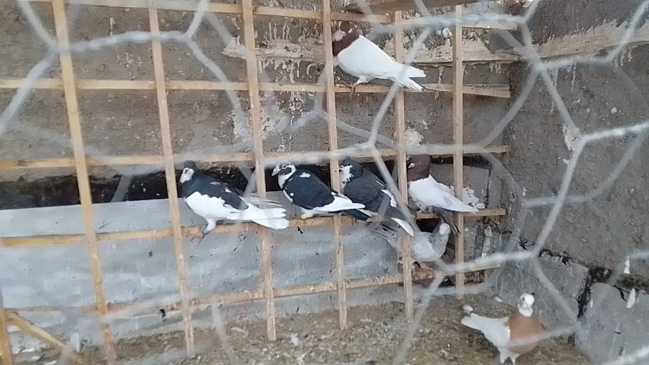 کبوتر پرشی میزان|پرنده|دشتابی, |دیوار