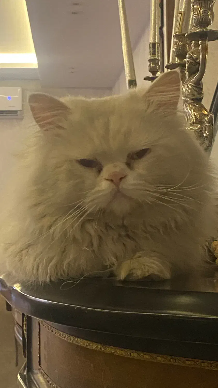 گربه پرشین|گربه|اصفهان, جلفا|دیوار