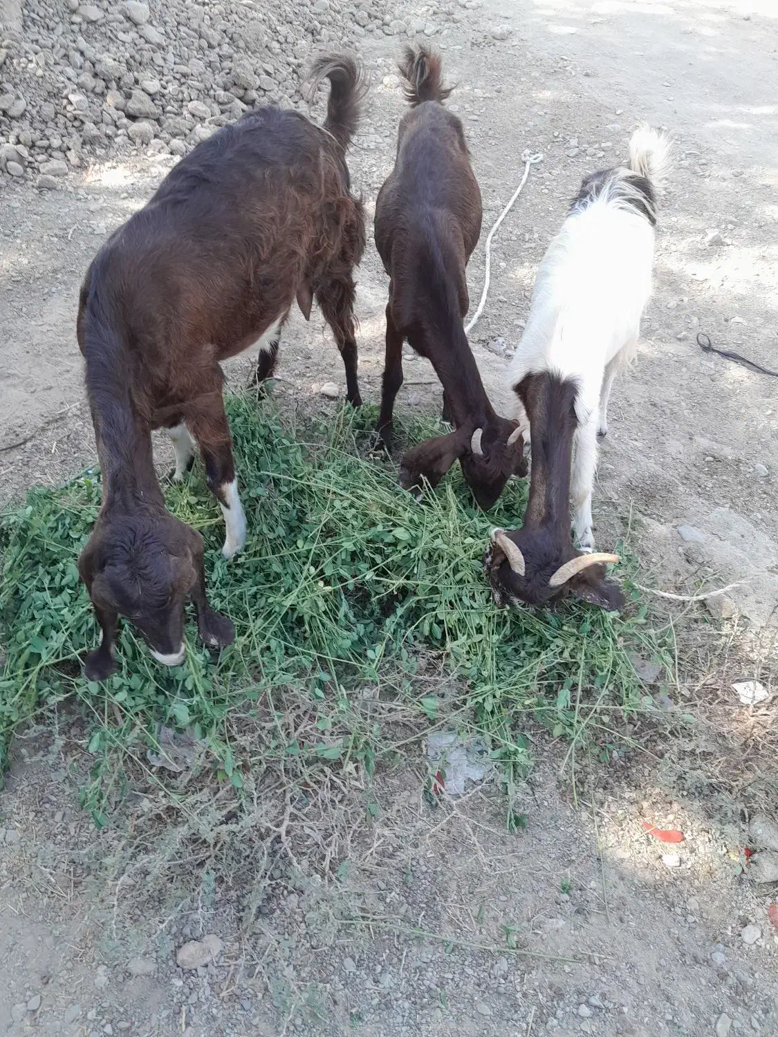 فروش فوری بز مری|حیوانات مزرعه|بمپور, |دیوار