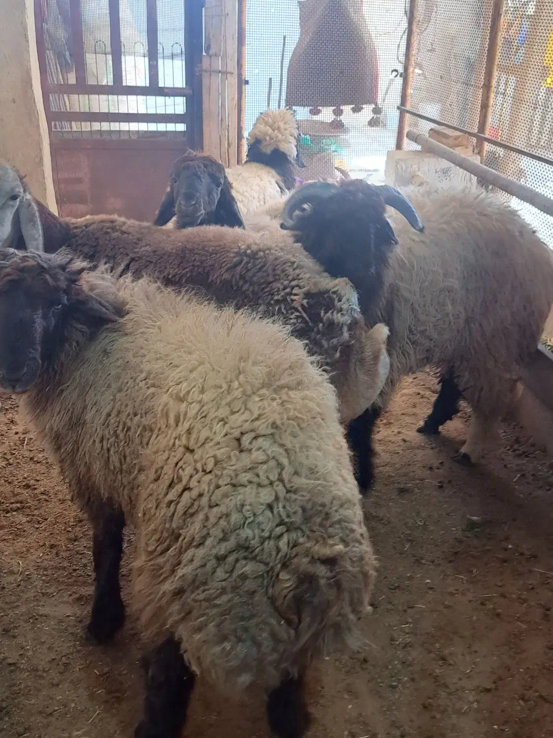 بزچاق|حیوانات مزرعه|بندر کنگان, |دیوار