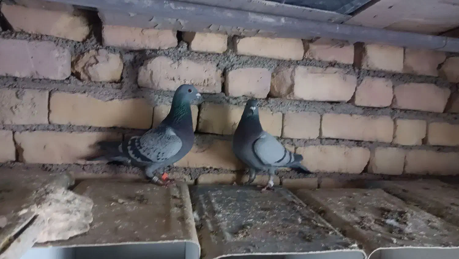 چهارتا مفلق پلاکی|پرنده|مبارکه, |دیوار