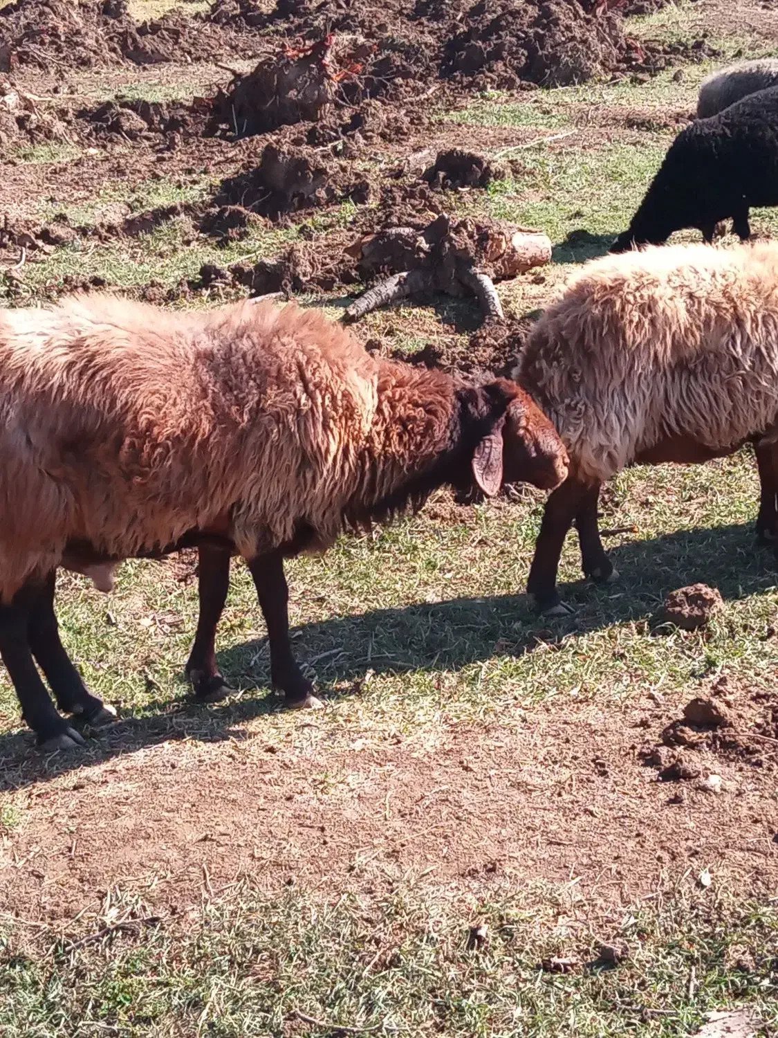 قوچ افشار|حیوانات مزرعه|بسطام, |دیوار