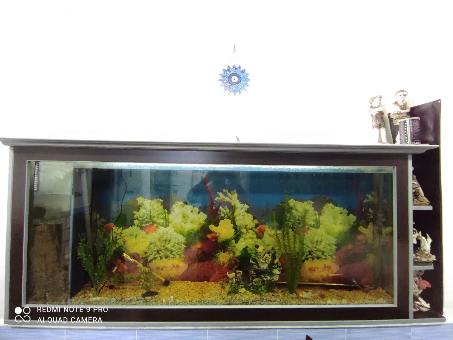 آکواریوم|ماهی|دزفول, |دیوار