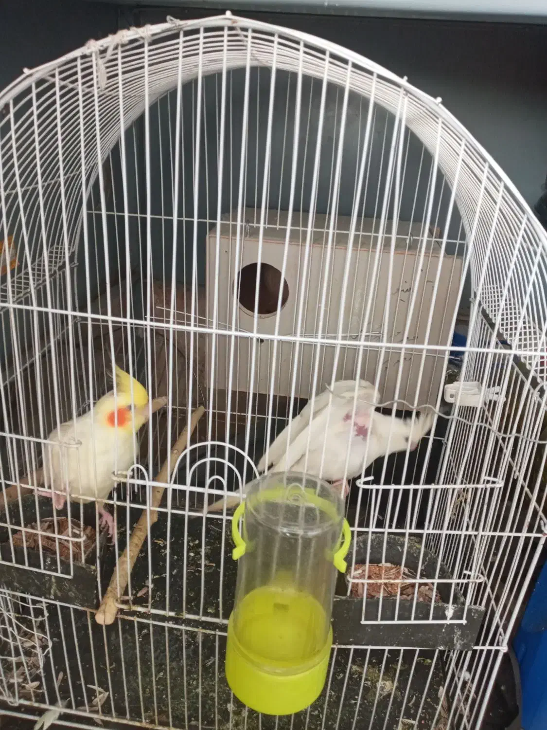 یک جفت عروس هلندی مولد|پرنده|شیراز, شهرک والفجر|دیوار