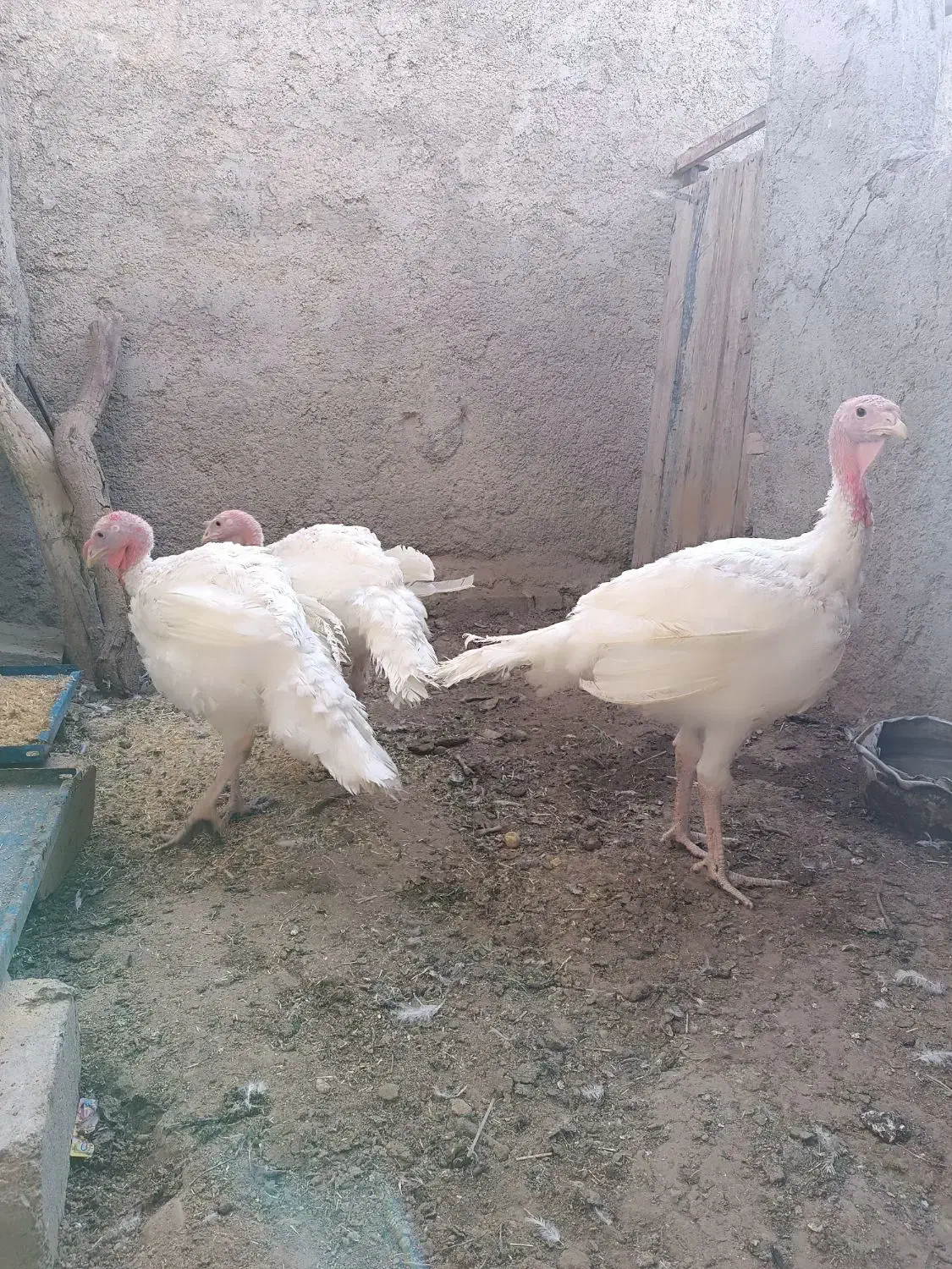 بوقلمون نر|حیوانات مزرعه|هامون, |دیوار