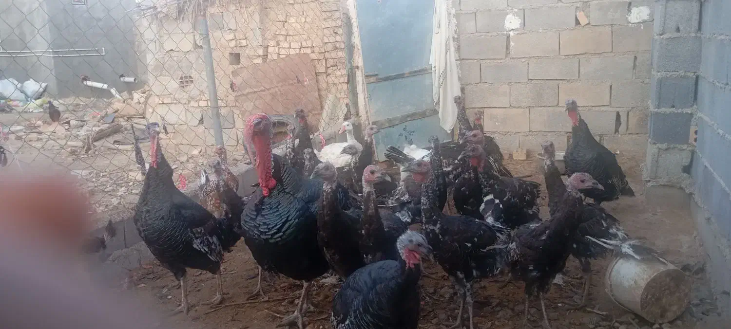 بوقلمون تایلندی فروش فوری|حیوانات مزرعه|آق قلا, |دیوار