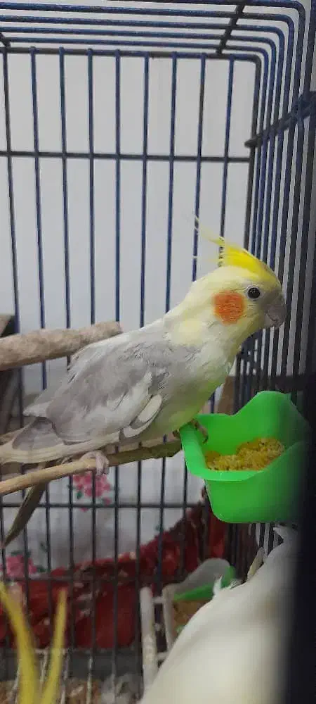 گمشده|حیوانات|اهواز, اسلام آباد شرقی|دیوار