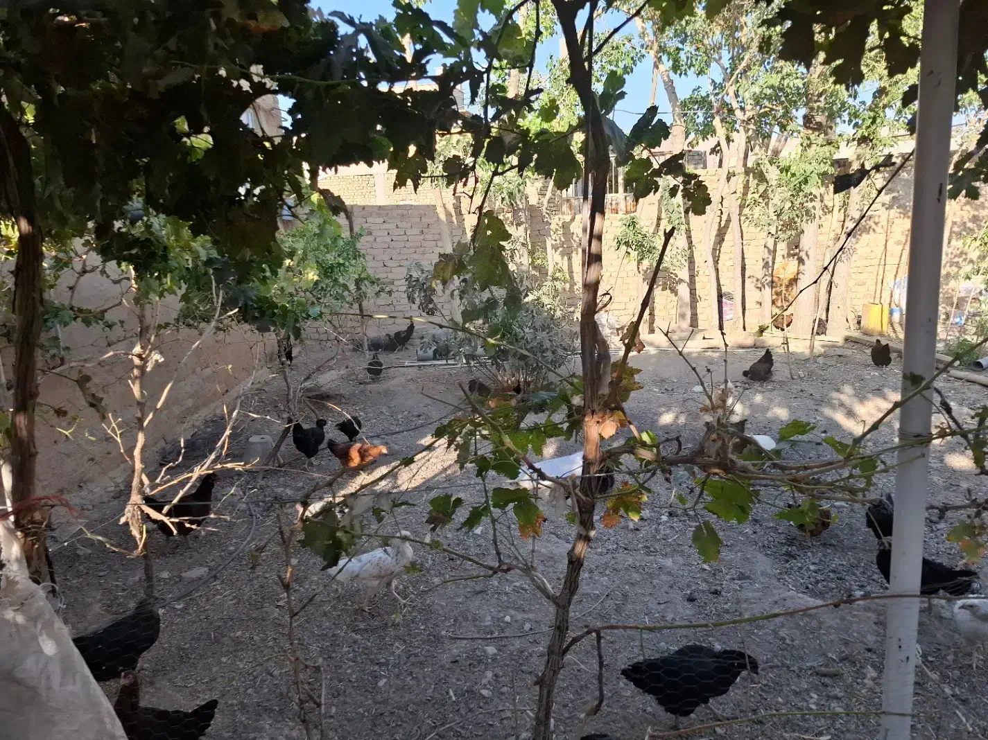 مرغ و خروس|پرنده|قره چای, |دیوار