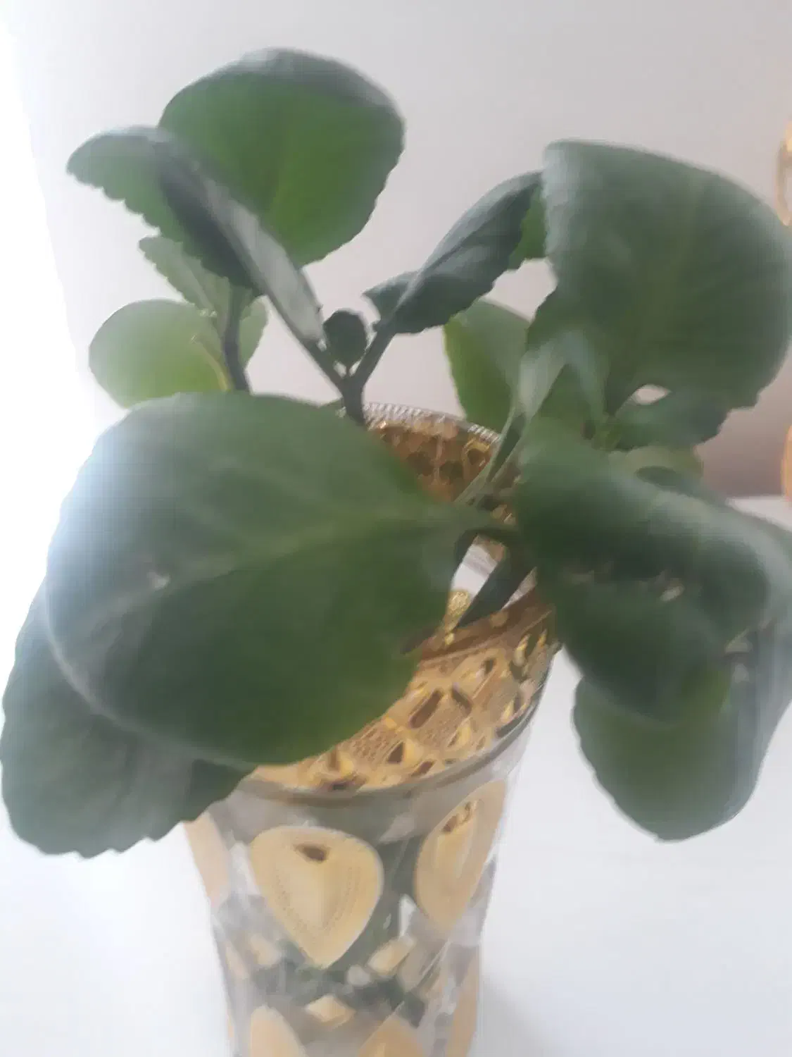 گل گیاه|گل و گیاه طبیعی|گچی, |دیوار