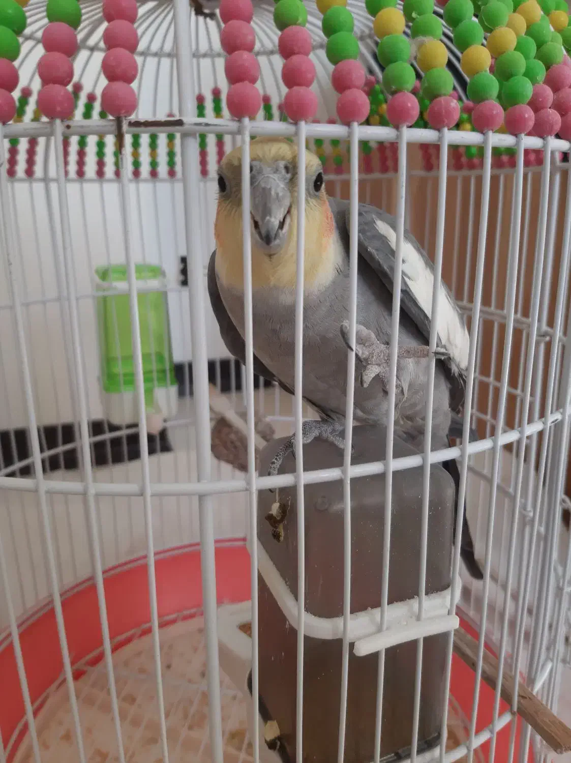 طوطی عروس هلندی|پرنده|محمدیه-قزوین, |دیوار