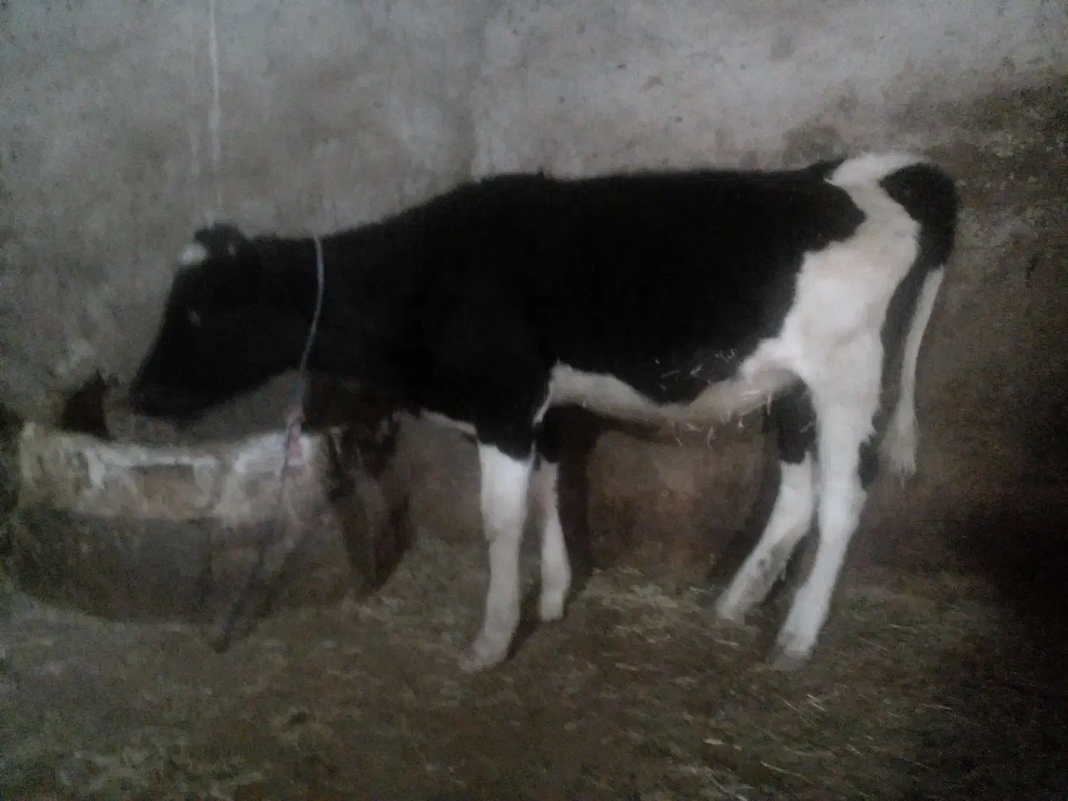 گوساله ماده|حیوانات مزرعه|ایجرود, |دیوار