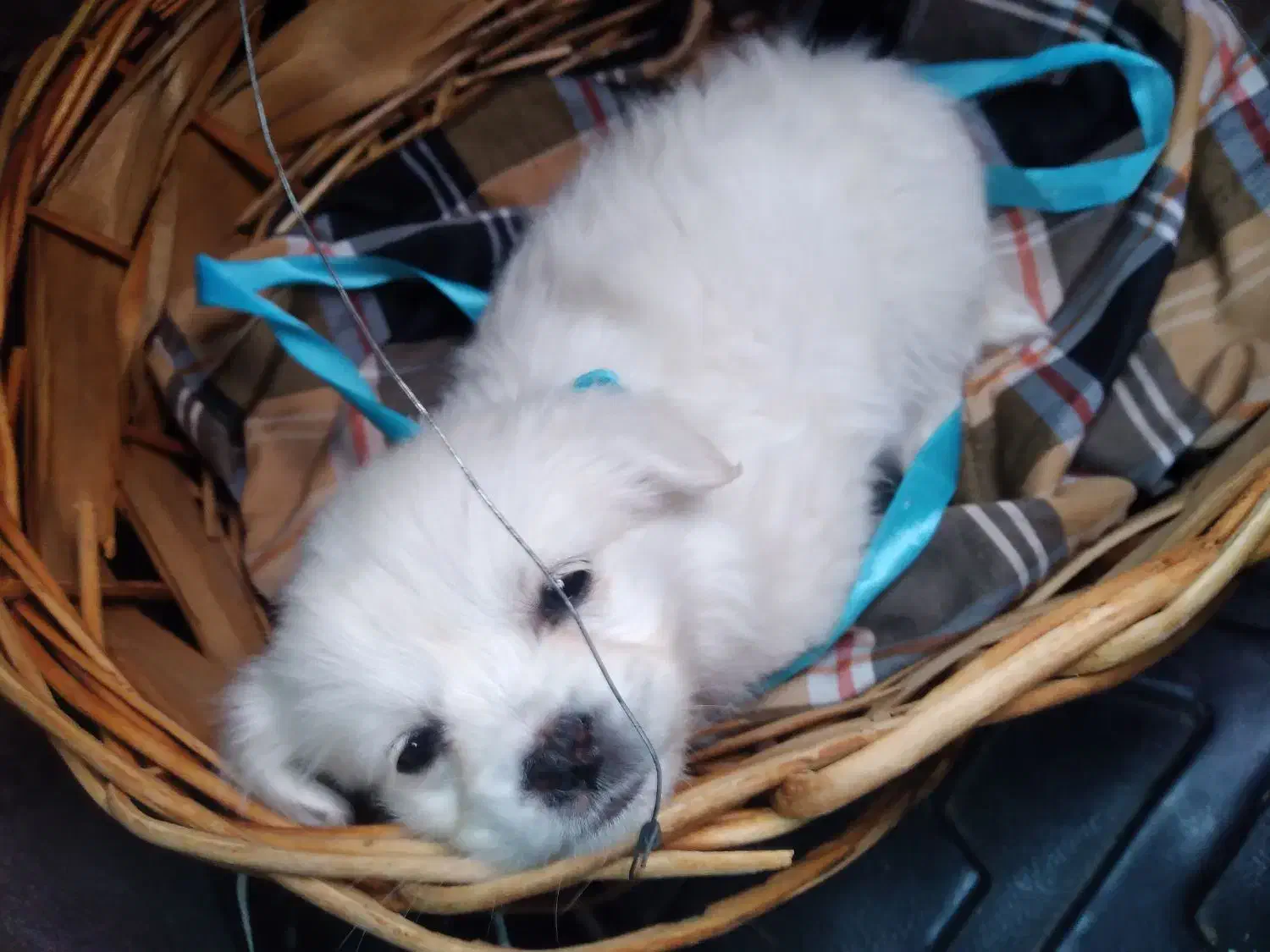 توله اشپیتز|سگ|رفسنجان, |دیوار