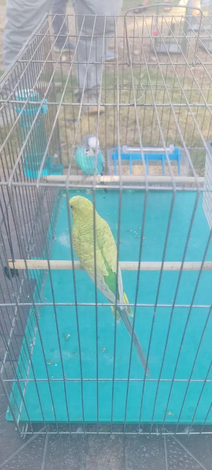 یجفت مرغ عشق|پرنده|اهواز, کوی رمضان|دیوار