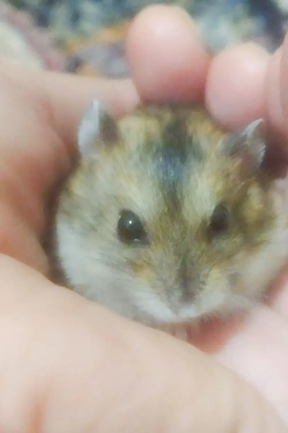 همستر روبروفسکی مینیاتوری|موش و خرگوش|تهران, شهرک محلاتی|دیوار