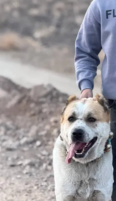 سگ نگهبان|سگ|تربتحیدریه, مسجد جامع|دیوار