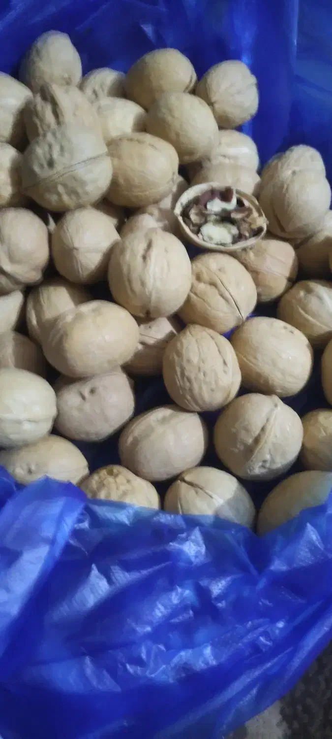 شادگان مشمولی|سایر لوازم برقی|شادگان, |دیوار