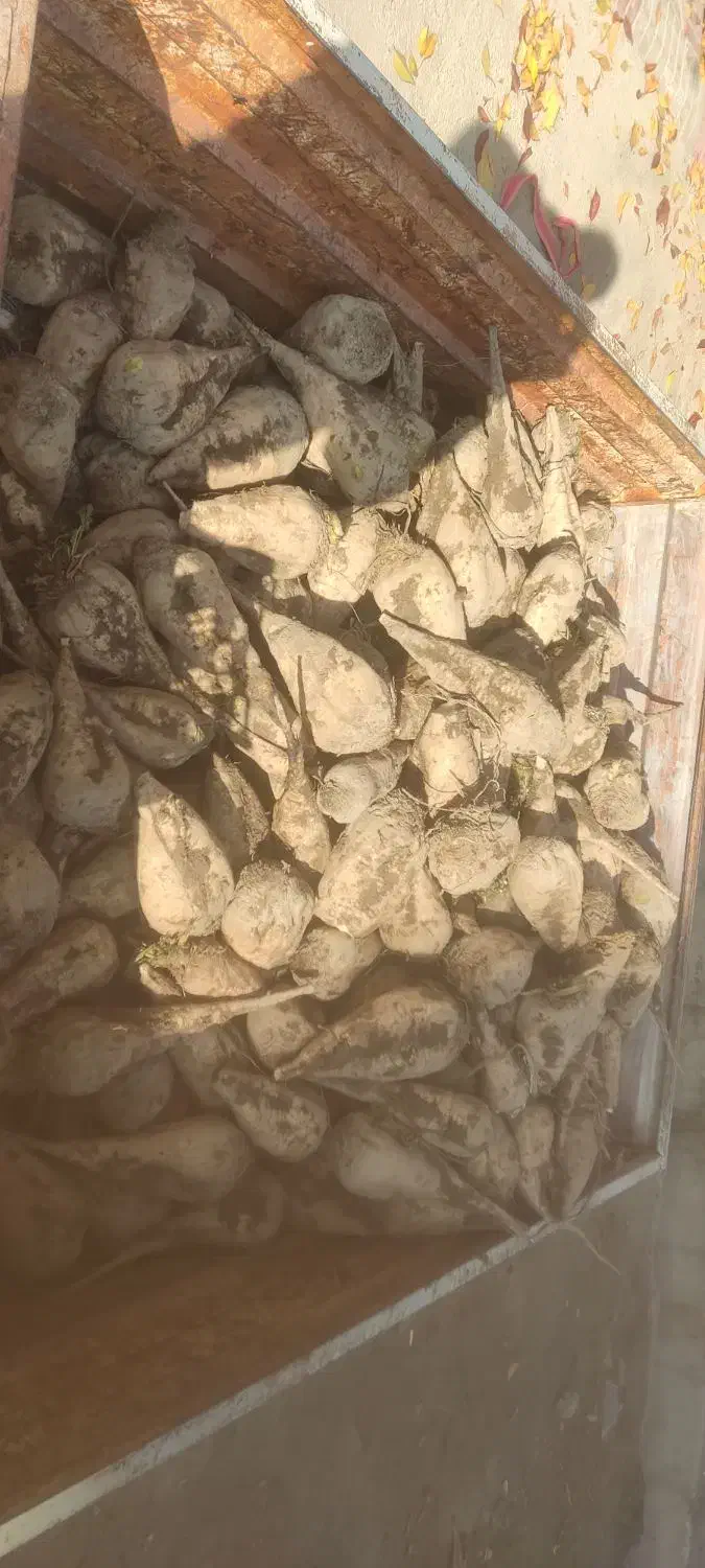 چغندر|عمده‌فروشی|سلماس, |دیوار