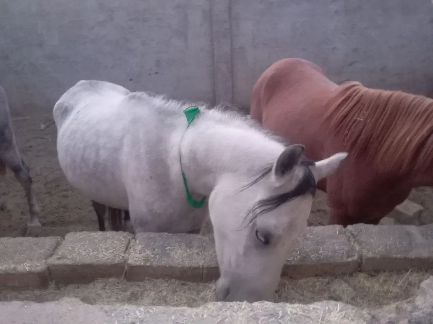 اسب|اسب و تجهیزات اسبسواری|نجفآباد, قلعه سفید|دیوار