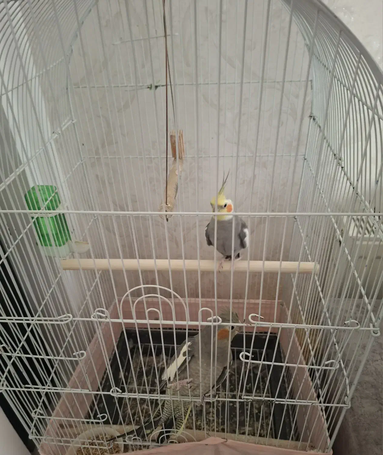 فوری فوری|پرنده|آبیک, |دیوار