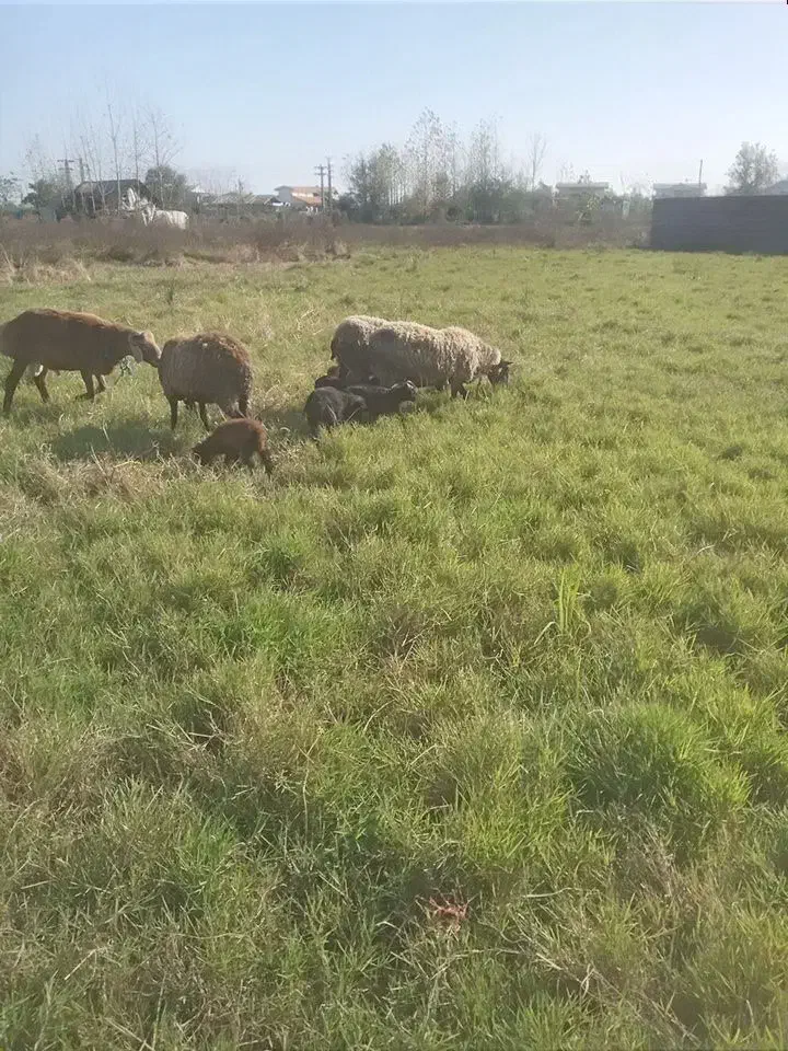 فروش گوسفند رومن رومانف با بره دوقلو وسه قلو|حیوانات مزرعه|کومله, |دیوار