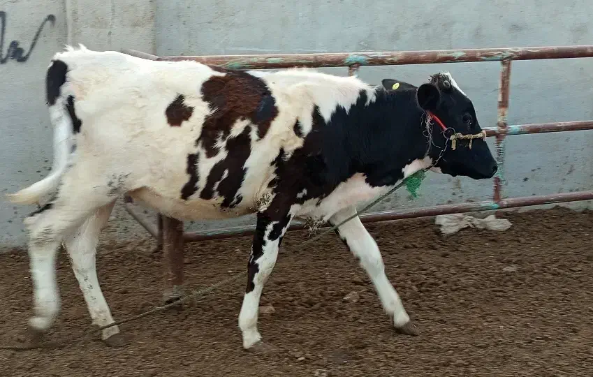 بچر|حیوانات مزرعه|خرمشهر, |دیوار