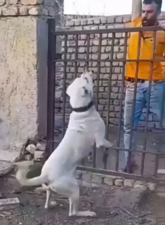 واگذاری سگ درشت سفید خیره نگهبانی|سگ|دماوند, دماوند|دیوار