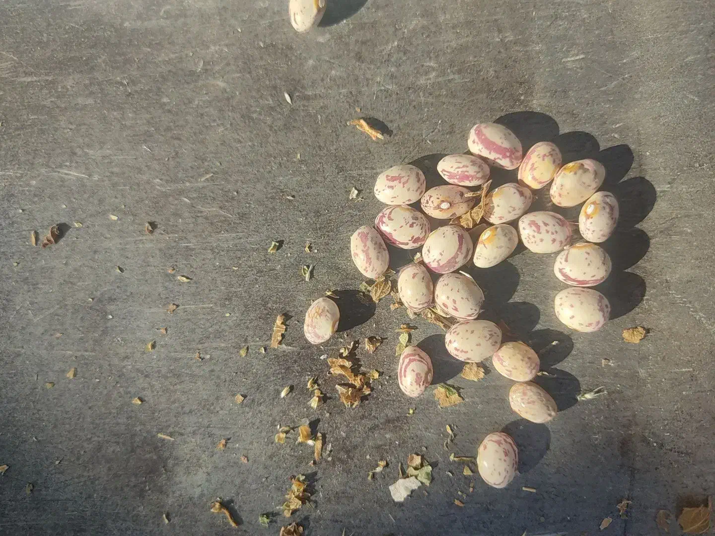 لوبیا چیتی گرد|خوردنی و آشامیدنی|دیواندره, |دیوار