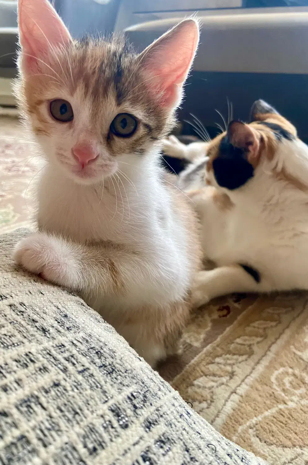 واگذاری گربه|گربه|رشت, باهنر|دیوار