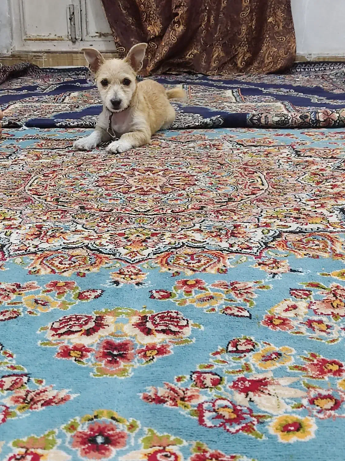 سگ‌پاکوتاه‌به‌مورور‌زمان‌پشمالو‌میشه‌‌و۳ماهشه|سگ|مشهد, پنجتن|دیوار