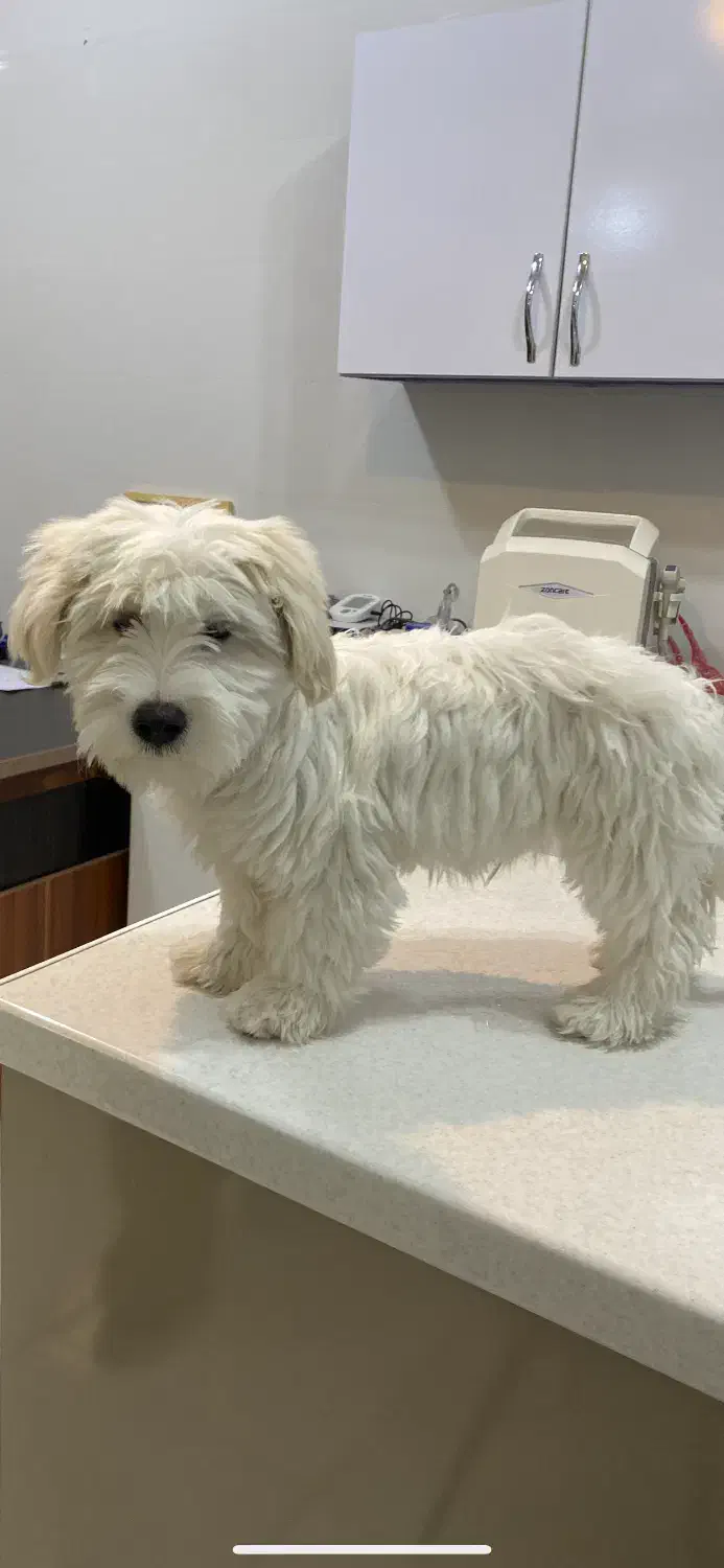 حیوان خانگی|سگ|شهرکرد, |دیوار