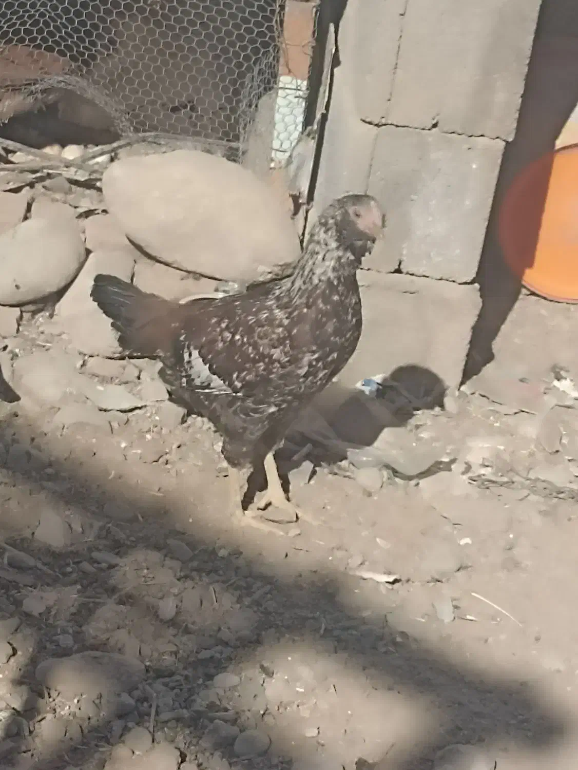 مرغ|پرنده|ایرانشهر, |دیوار