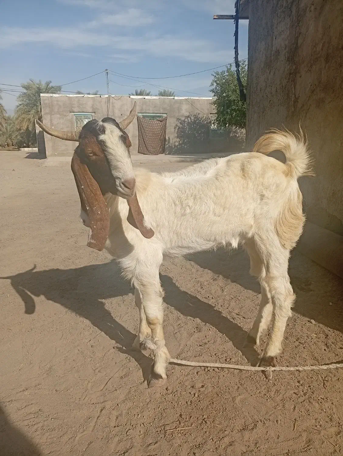 دام|حیوانات مزرعه|جیرفت, |دیوار