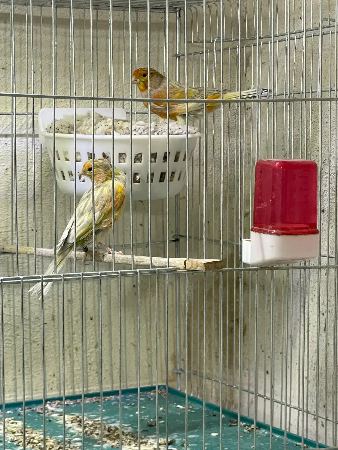 جفت قناری|پرنده|کرمان, |دیوار