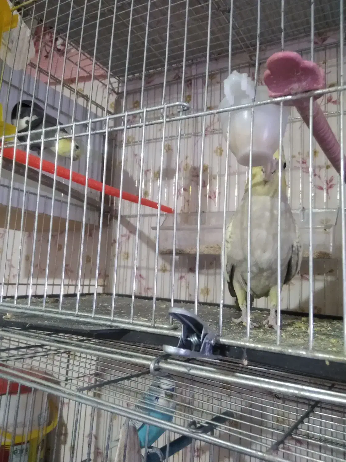 عروس هلندی|پرنده|تبریز, |دیوار