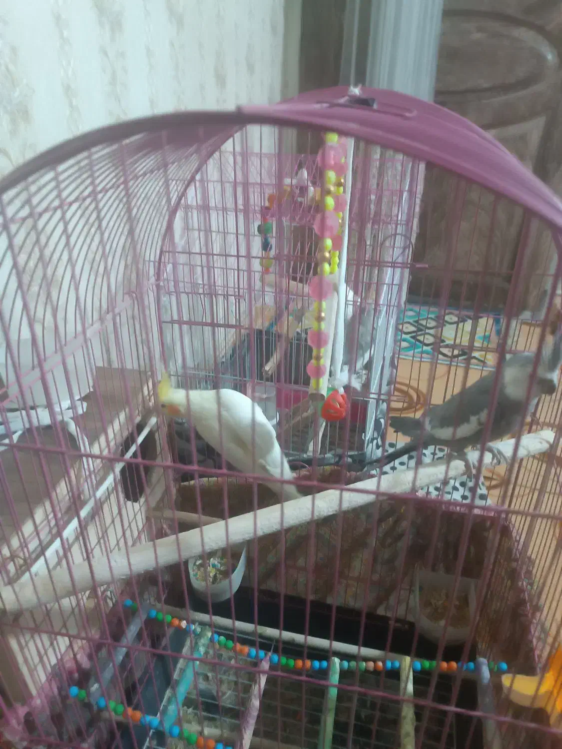 دو جفت عروس هلندی|پرنده|قدس, شهر‌قدس|دیوار