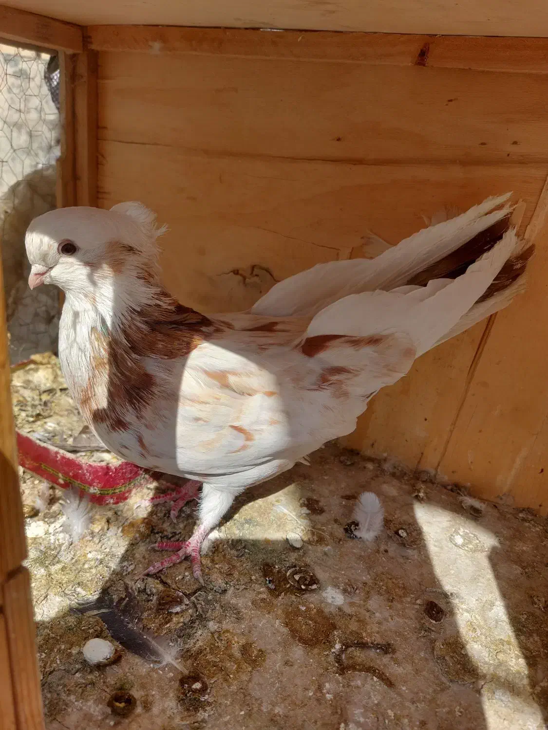 کبوتر|پرنده|کرج, فاز ۲ مهرشهر|دیوار