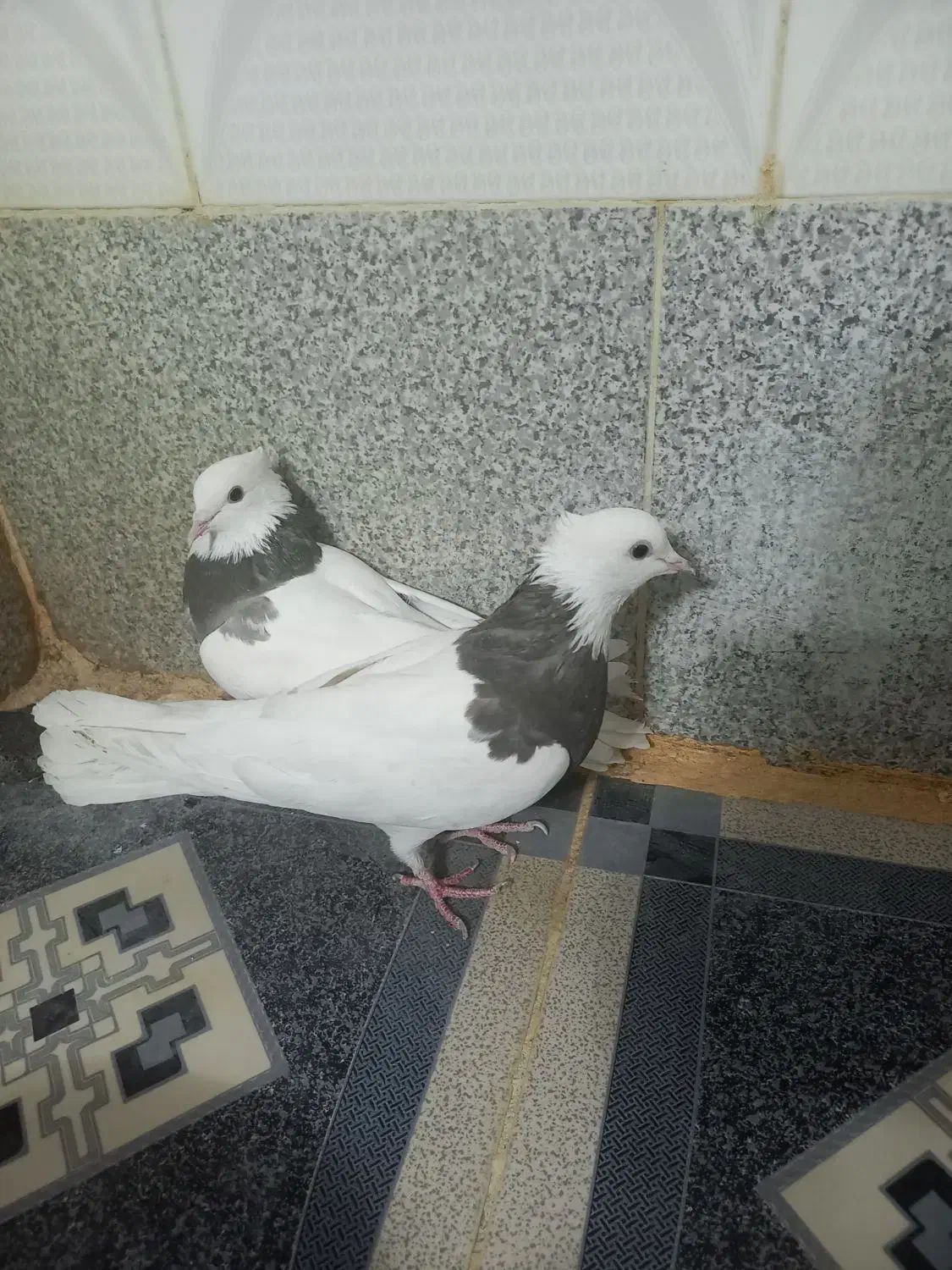 کبوتر طوقی دره شهر|پرنده|دره شهر, |دیوار